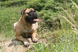 BULLMASTIFF 310